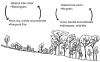Forest Savanna Feedback (source: W. A. Hoffmann lab)
